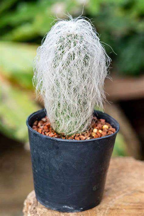 Old Man Cactus